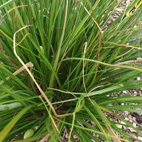 Kniphofia citrina